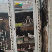 گنجه قفس جفتگاه کفتر و پرنده با لوازم