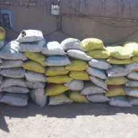 کودبار گاو