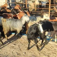 گله بز جوون|حیوانات مزرعه|بهبهان, |دیوار