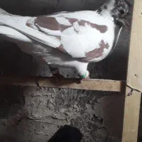۴تاکفترهوایی