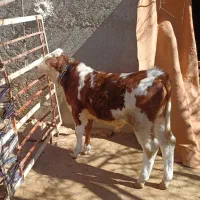 گوساله|حیوانات مزرعه|چنارود, |دیوار