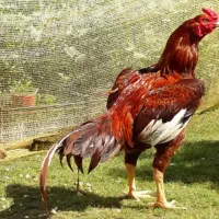 مرغ وخروس محلی برهما لاری