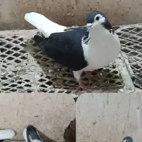 دو جفت رنگه