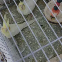 یه جفت عروس هلندی نروماده جوان عالی