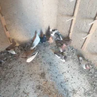 کفتر