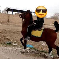 نریان کرد|اسب و تجهیزات اسب‌سواری|آبعلی, |دیوار