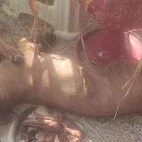 پیتبول نر ۴ ماهه