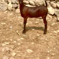خال و ارتشی|حیوانات مزرعه|بانه, |دیوار