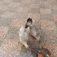 یه خروس و مرغ تخمگذار کاکلی