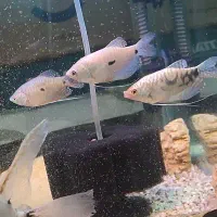 ماهی گورامی