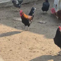 خروس محلی|حیوانات مزرعه|تهران, گلستان (شهرک راه آهن)|دیوار