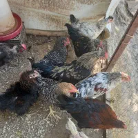 مرغ وخروس جوان