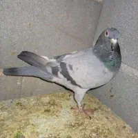 کبوتر پلاکی