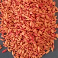گندم اصلاح شده بذزی|خدمات باغبانی و درختکاری|اسلام‌‌آباد غرب, |دیوار