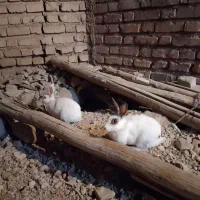 دو تا خرگوش جوان ماده|موش و خرگوش|زرقان, |دیوار