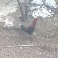 خروس لاری۸ ماهه