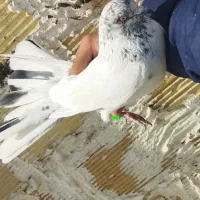 کفتر پرشی ۱۵ دم