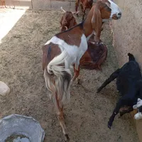 بزمالداری دارم فروشی