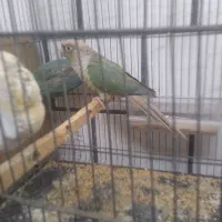 یکجف عروس نروماده مولد ودوعدد جوجه سرلاکی|پرنده|خمین, |دیوار