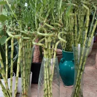 بامبو شیشه کودماهی|گل و گیاه طبیعی|قم, خداکرم|دیوار