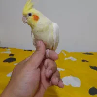 همه رنگ عروس هلندی با کیفیت