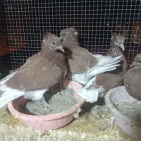 فروش تعدادی قرمز کلادار|پرنده|قائمشهر, |دیوار