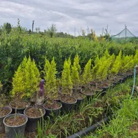 صنوبر نقگرا ترکیه|گل و گیاه طبیعی|ماهان, |دیوار