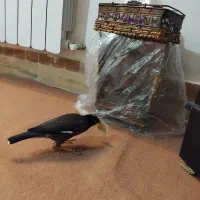 مرغ مینا سرحال|پرنده|بروجرد, |دیوار