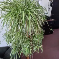 گندمی ابلغ بسیار زیبا وبزرگ