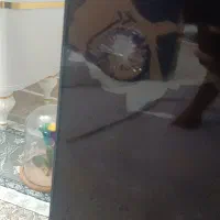 تلویزیون ۵۵اینچ ایکس ویژن|تلویزیون و پروژکتور|وحیدیه, |دیوار