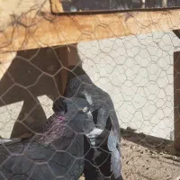 ۲ عدد کبوتر پر|پرنده|فارسان, |دیوار