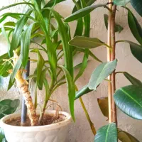 ۷گل گلدان ویک صندلی ارایشگاه ویک میزتلدزیون|میز تلفن|نورآباد ممسنی, |دیوار