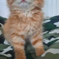 گربه پرشین بریتیش ۲ ماهه ماده