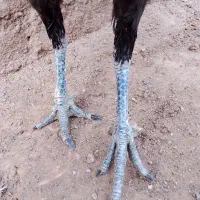 مرغ لاری تخم گذار|حیوانات مزرعه|تربت‌حیدریه, فرمانداری|دیوار