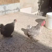 مرغ و خروس کوشین جوجه|حیوانات مزرعه|کرمان, |دیوار