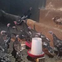 بوقلمون نرو ماده|حیوانات مزرعه|کبودرآهنگ, |دیوار