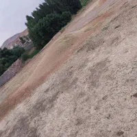 کاه عدس بفروش میرسد
