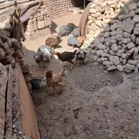 مرغ خروس لاری|حیوانات مزرعه|تربت جام, حافظ|دیوار