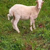 فروش یک راس بره نر