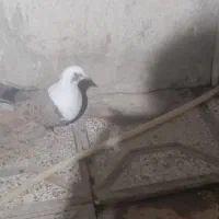 کبوتر|پرنده|نیشابور, مازول|دیوار