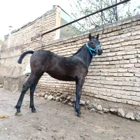 اسب تجهیزات سواری