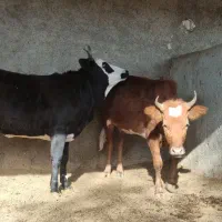 گوساله چاق  گاو گوسفند