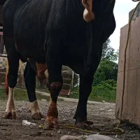 گاوه نر چالوسی