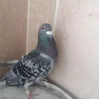 کبوتر