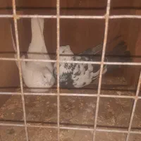 کبوتر|پرنده|مهربان, |دیوار