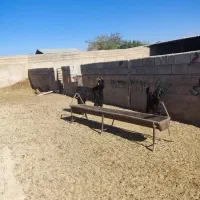 2عدد کهره|حیوانات مزرعه|شیراز, ده پیاله|دیوار