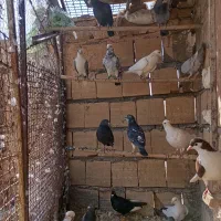 کبوتر پرشی|پرنده|گلبهار, شهر جدید گلبهار|دیوار