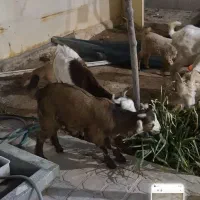 فروش بز داشتی