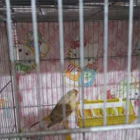 قنادی ماده یکساله با قفس وسایل کله سهره  ای