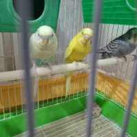 مرغ عشق|پرنده|سنندج, |دیوار